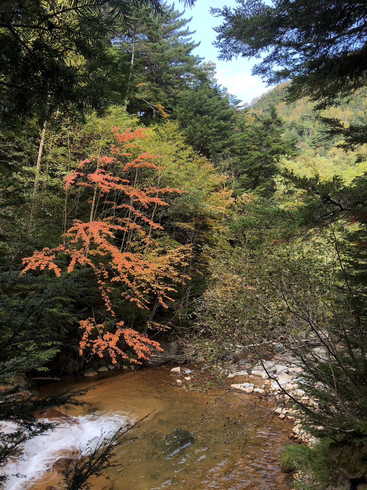 北沢沿いの登山道 赤褐色に見える川底と紅葉したモミジ 美濃戸から赤岳鉱泉へ ヤマカルテ