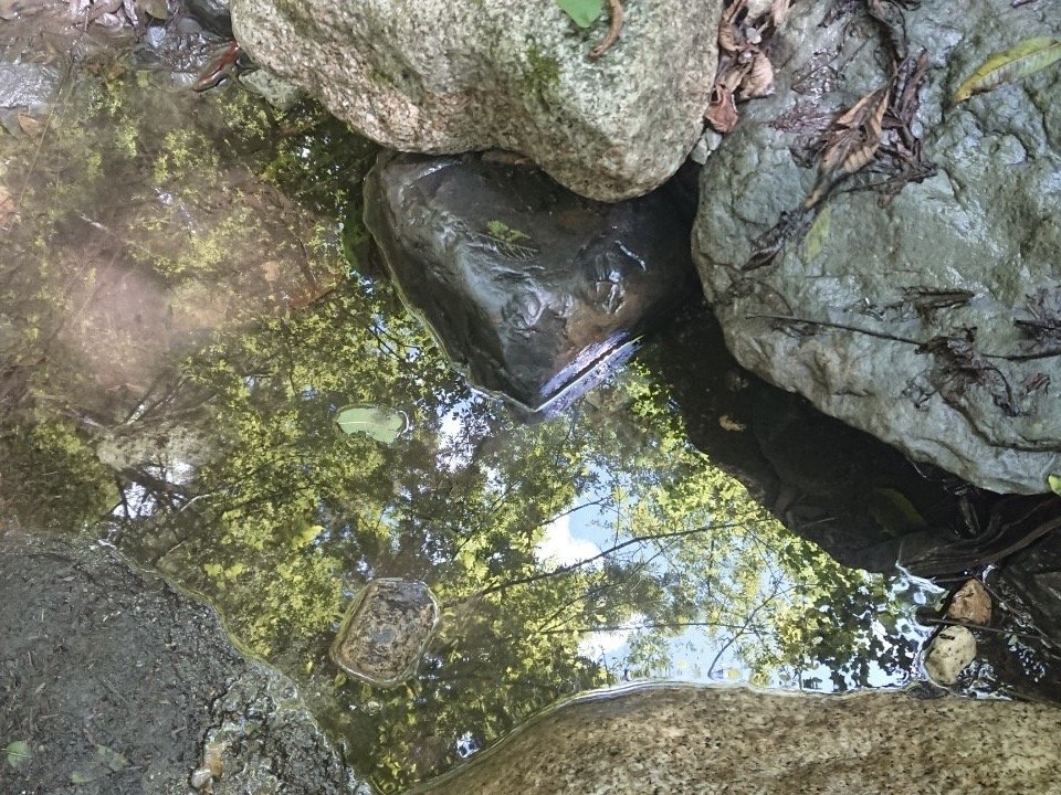 蝶ヶ岳 三股ルートの沢筋で水たまりに映り込む青空 ヤマカルテ
