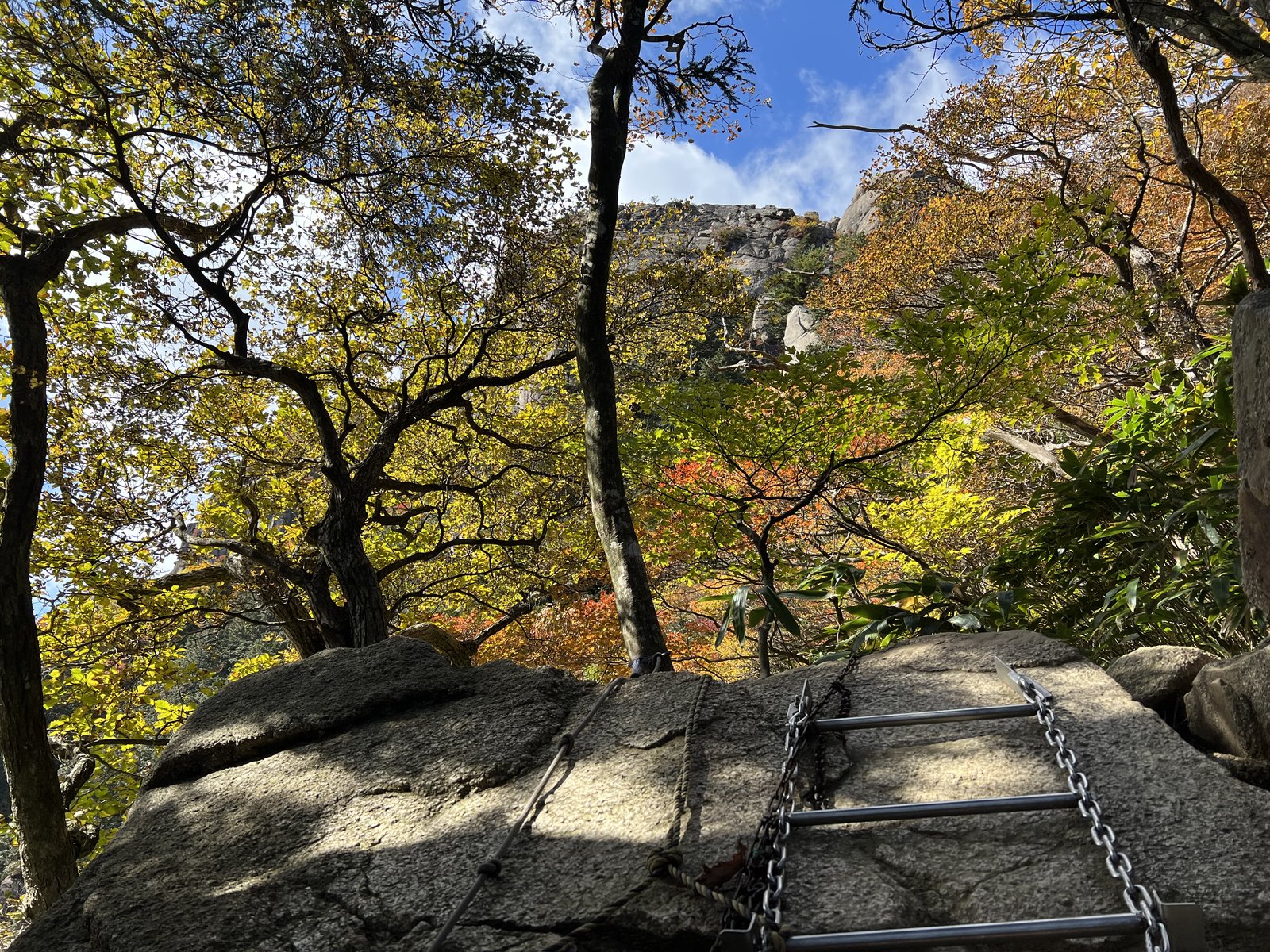 紅葉した木々と鎖・はしごの付いた岩場 御在所岳 中道 ヤマカルテ