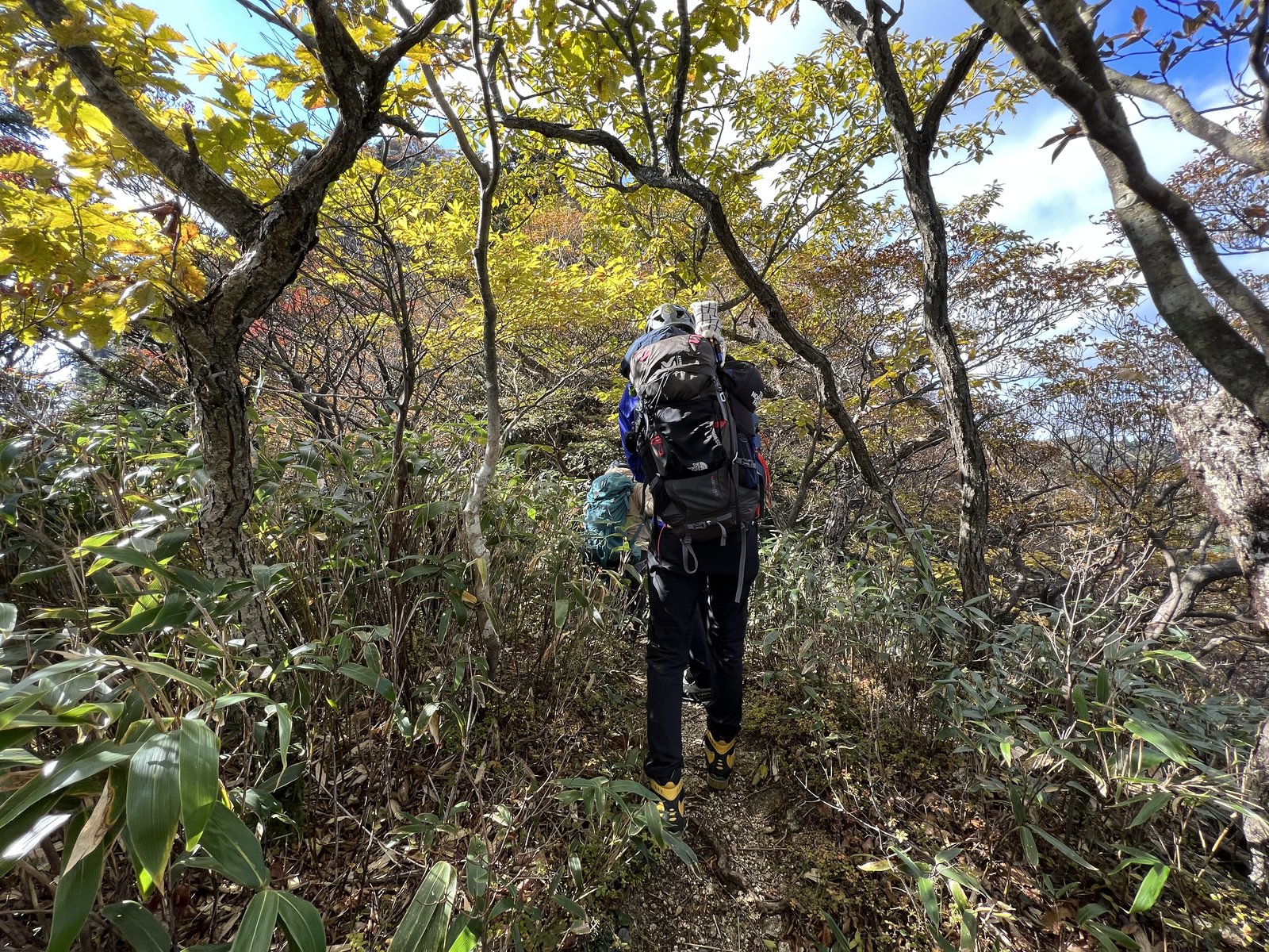 笹とヤブの尾根を進むメンバーの後ろ姿 御在所岳 富士見尾根 ヤマカルテ