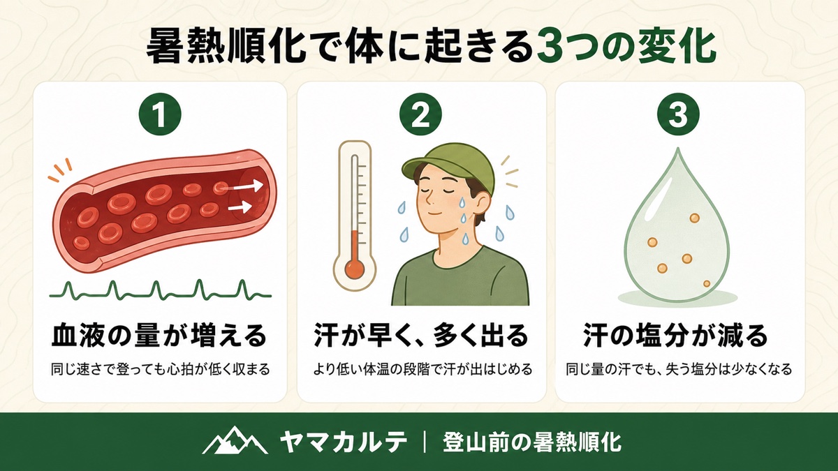 暑熱順化で体に起きる3つの変化の図解 血液量が増えて心拍が上がりにくくなる、汗が早く多く出るようになる、汗の塩分濃度が下がって電解質を失いにくくなる ヤマカルテ