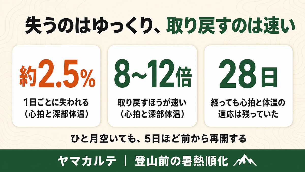 暑熱順化の減衰と再獲得の図解 1日あたり約2.5%失われるが心拍と深部体温は取り戻すほうが8から12倍速く、28日経っても心拍と体温の適応は残っていた ヤマカルテ