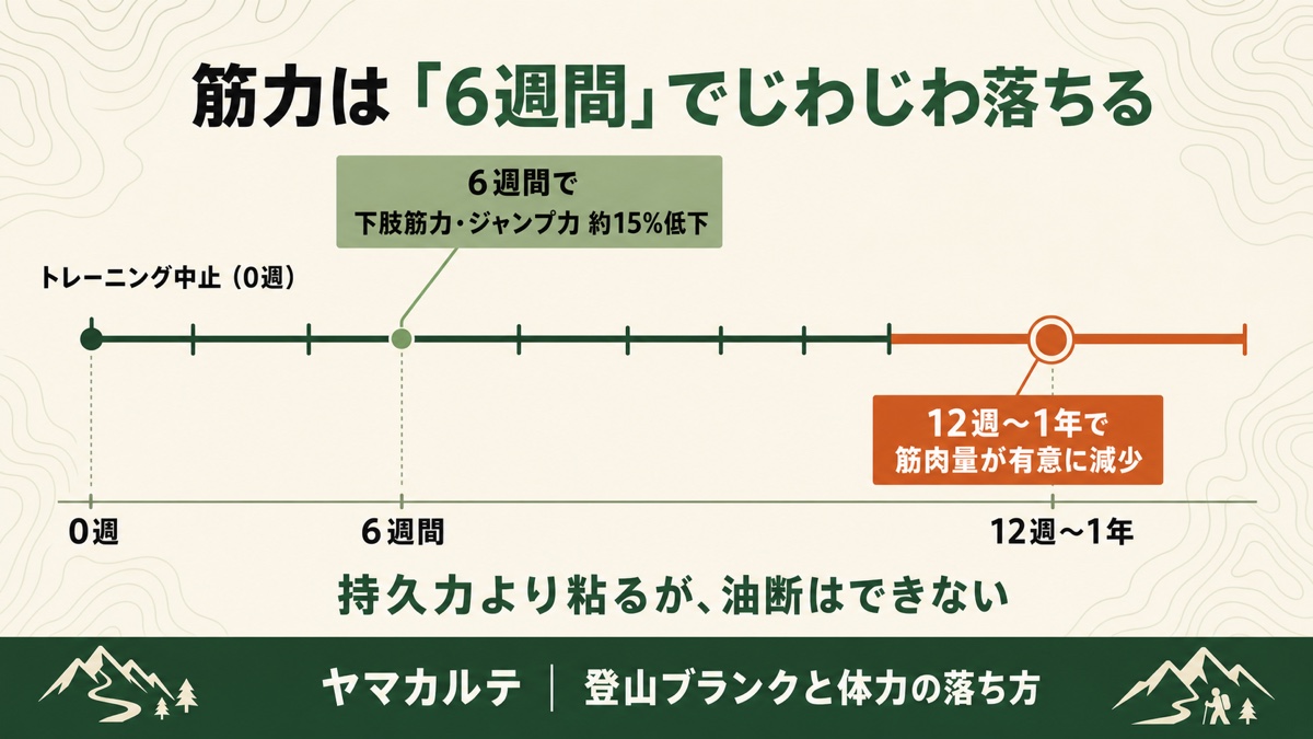 筋力は運動中止から6週間で下肢筋力・ジャンプ力が約15%低下、12週〜1年で筋肉量が有意に減少するタイムライン ヤマカルテ