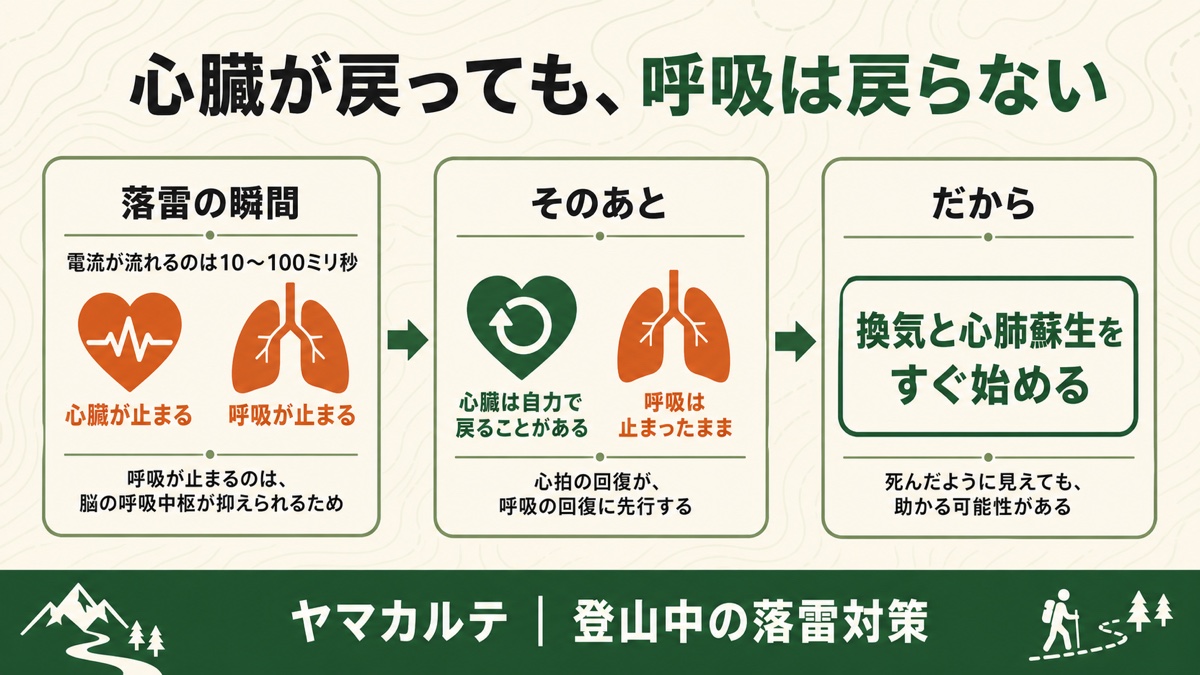落雷で心臓と呼吸が止まる仕組みの図解 電流が流れるのは10から100ミリ秒 心臓は自力で戻ることがあるが呼吸は止まったまま 心拍の回復が呼吸の回復に先行する だから換気と心肺蘇生をすぐ始める ヤマカルテ