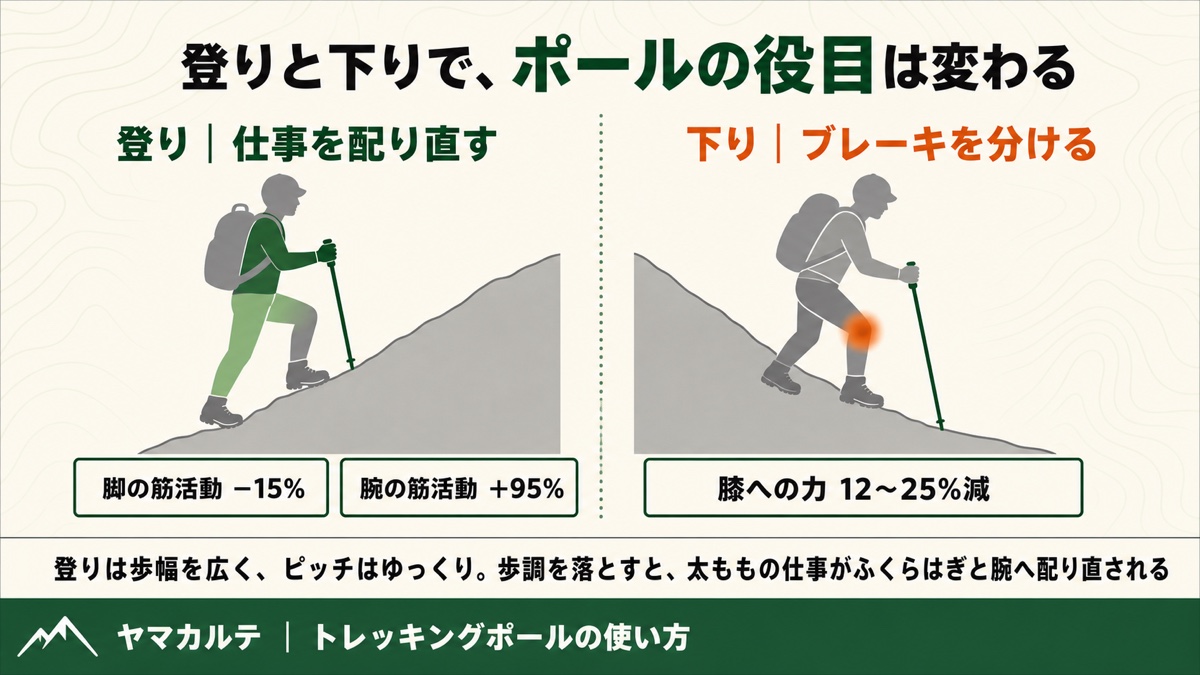 登りは脚の筋活動が15%減り腕が95%増える仕事の再配分、下りは膝への力が12〜25%減るブレーキの分担というポールの役目の違いを示した図解 ヤマカルテ