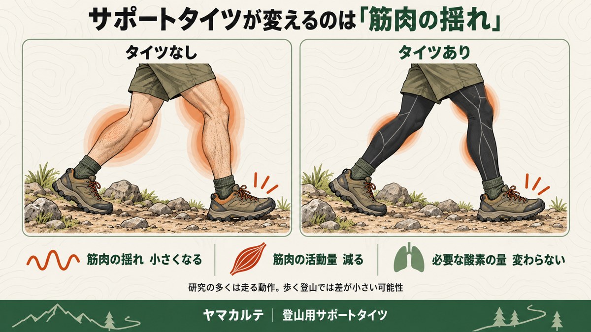 タイツなしとタイツありで着地時の太ももとふくらはぎの筋肉の揺れを比べた図解 揺れは小さくなり筋肉の活動量は減るが必要な酸素の量は変わらない ヤマカルテ