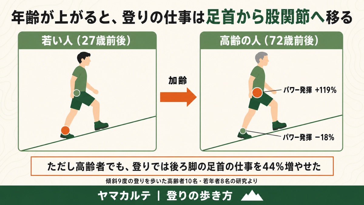 加齢で登りの仕事が足首から股関節へ移る 傾斜9度で高齢者は足関節パワー18%減・股関節パワー119%増 登山の登りの歩き方 ヤマカルテ