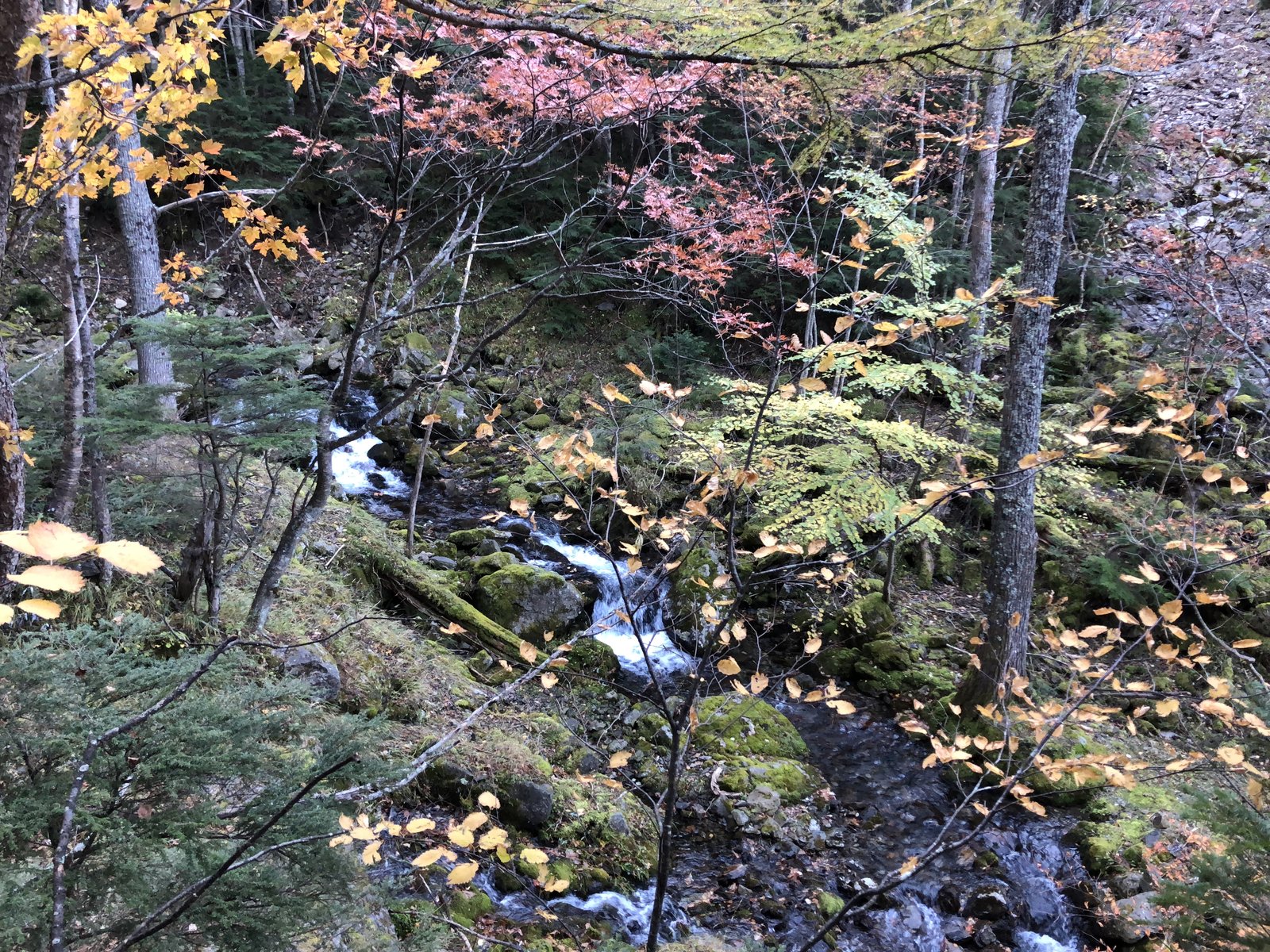 色づいた木々の間を流れる沢 仙水峠へ向かう登山道 甲斐駒ヶ岳