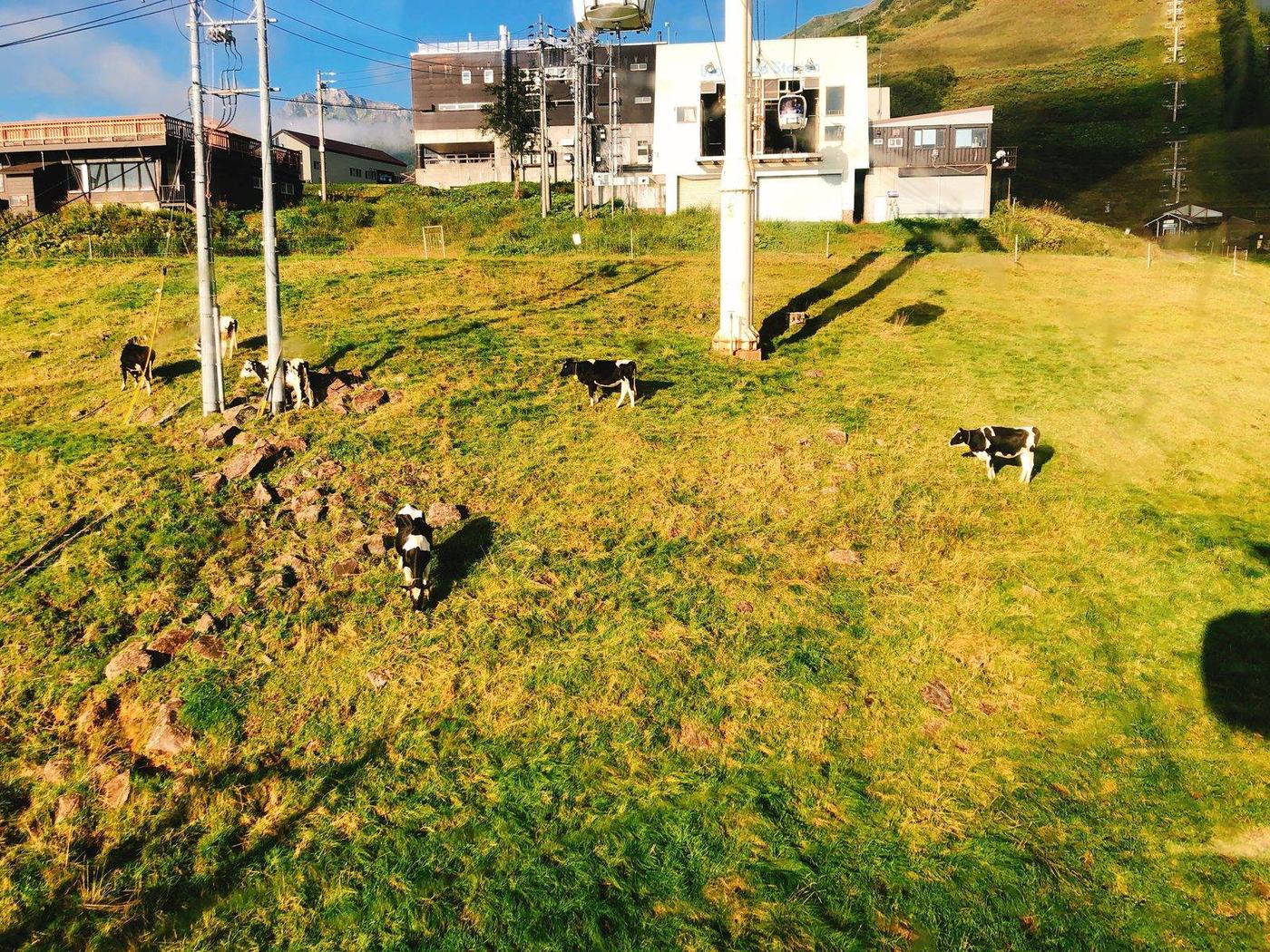 八方尾根のゴンドラから見えた牧草地の牛 兎平手前 唐松岳日帰り登山 ヤマカルテ
