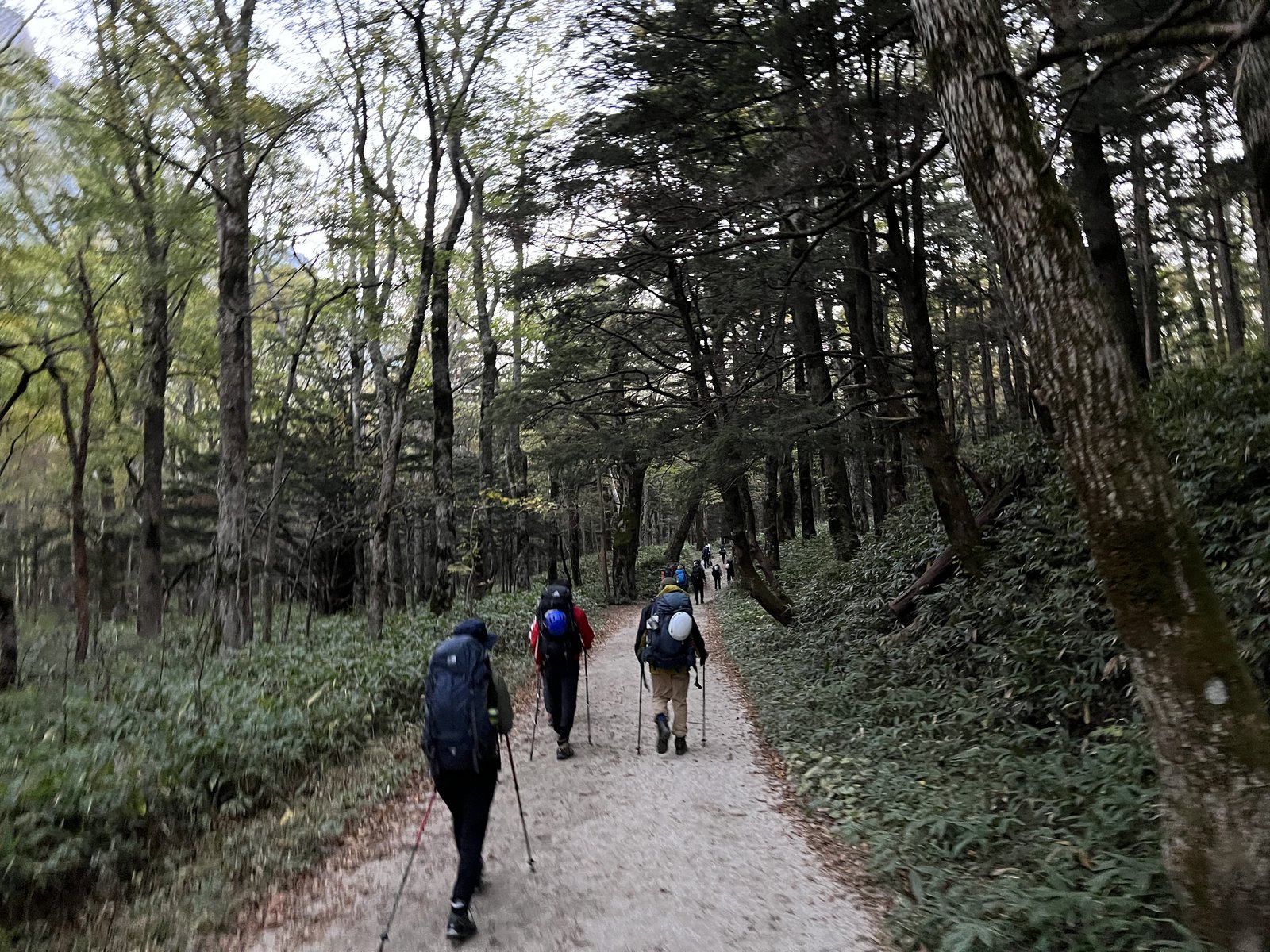 上高地から横尾へ続く林道を歩く登山者たち 紅葉期の涸沢へ向かう早朝