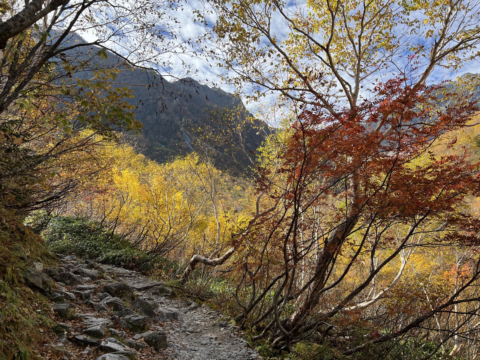 ナナカマドとダケカンバの紅葉のトンネル 本谷橋から涸沢への登山道
