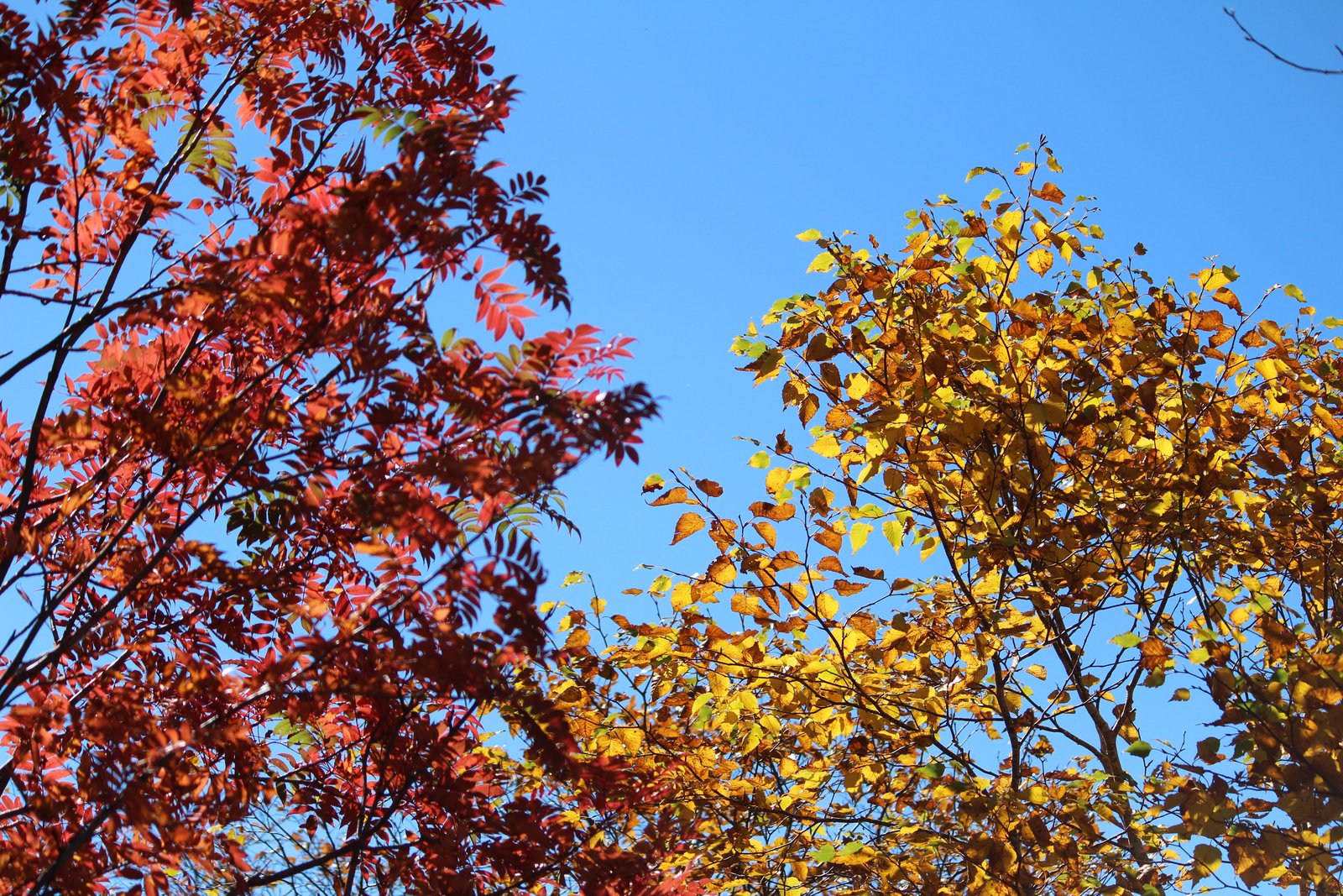 ナナカマドの赤とダケカンバの黄の紅葉 青空のパノラマコース