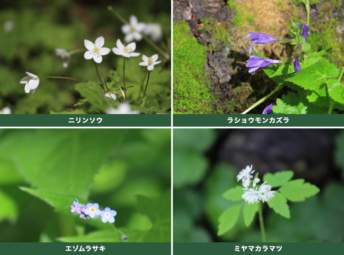 上高地・梓川沿いで見られた春の花 ニリンソウ・ラショウモンカズラ・エゾムラサキ・ミヤマカラマツ ヤマカルテ