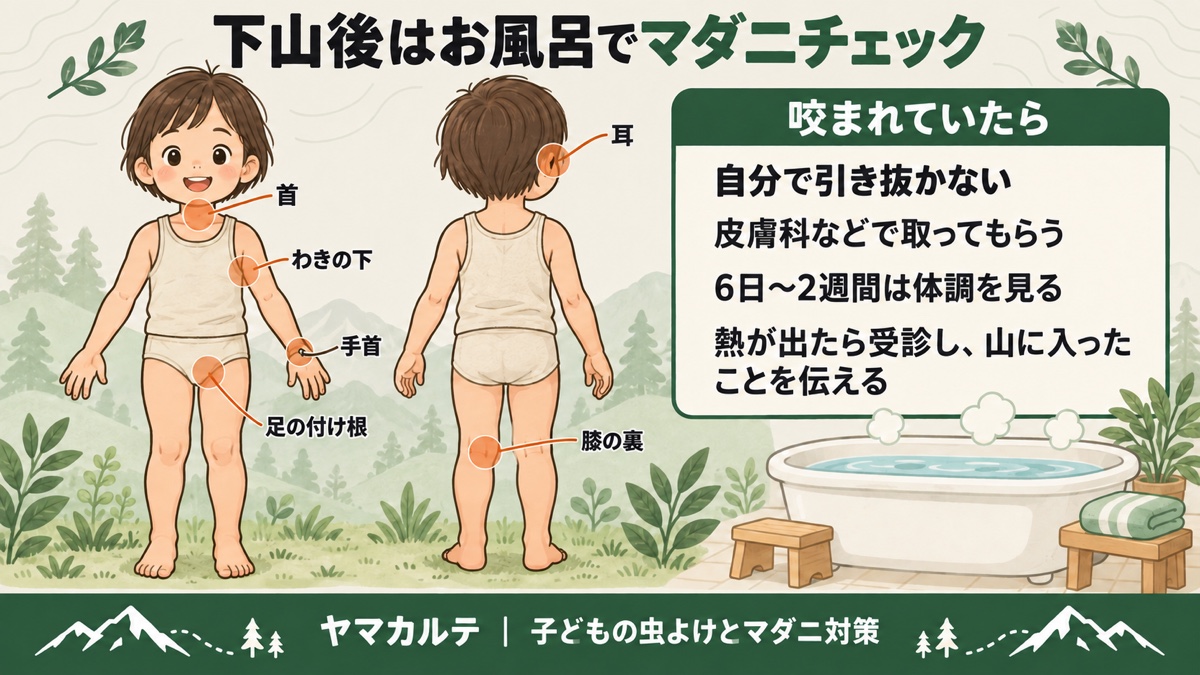 下山後のお風呂でのマダニチェック 首・耳・わきの下・足の付け根・手首・膝の裏の6か所 咬まれていたら自分で引き抜かず皮膚科へ 6日〜2週間は体調を見る ヤマカルテ