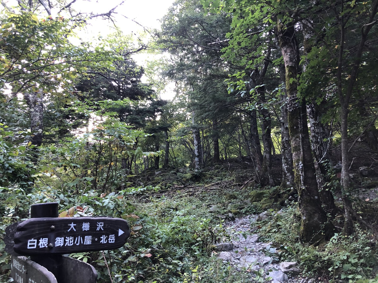 白根御池小屋へ向かう樹林帯の登山道と道標 北岳 広河原ルート