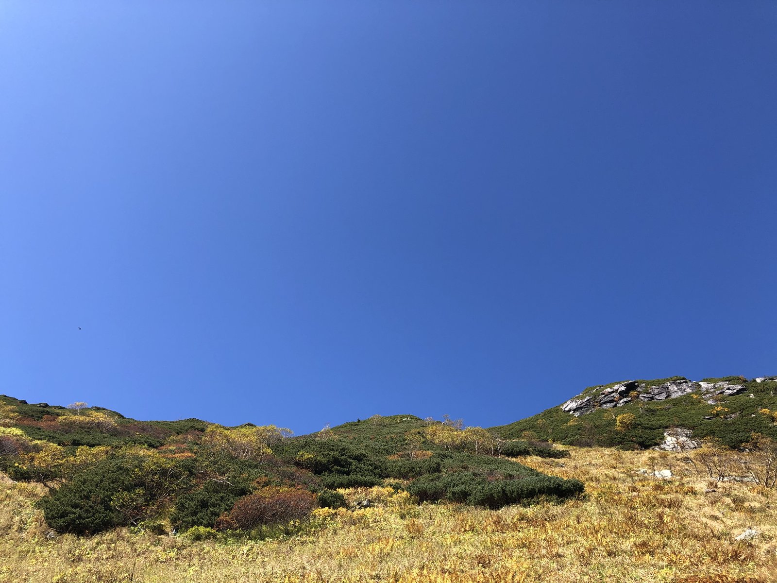 黄色く色づいた草すべりの草紅葉 10月の北岳
