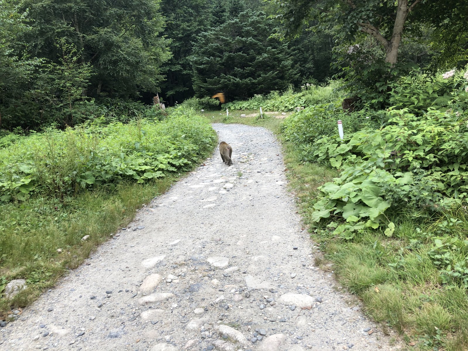 登山道を歩くニホンザル 上高地から横尾の遊歩道