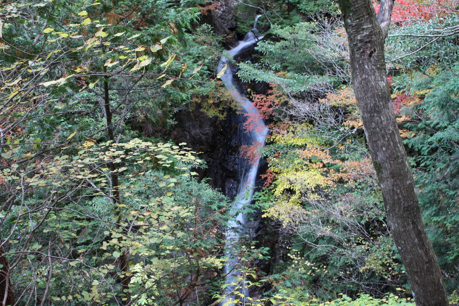 木々の間を岩に当たりながら流れ落ちるねじれ滝 乙女渓谷 小秀山
