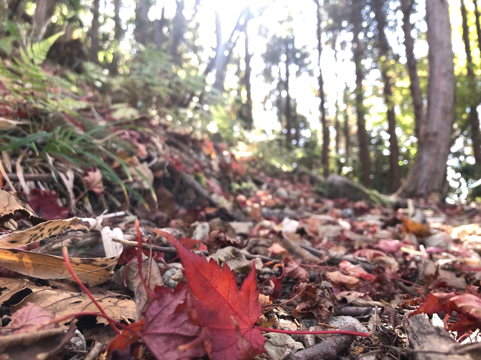 三ノ谷ルートの足元に散った赤いモミジの落ち葉 小秀山の秋