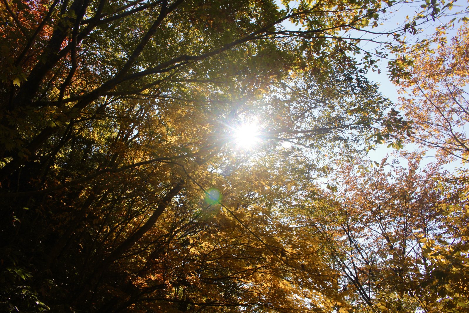 紅葉の枝越しに見上げた木漏れ日 乙女渓谷 小秀山の下山