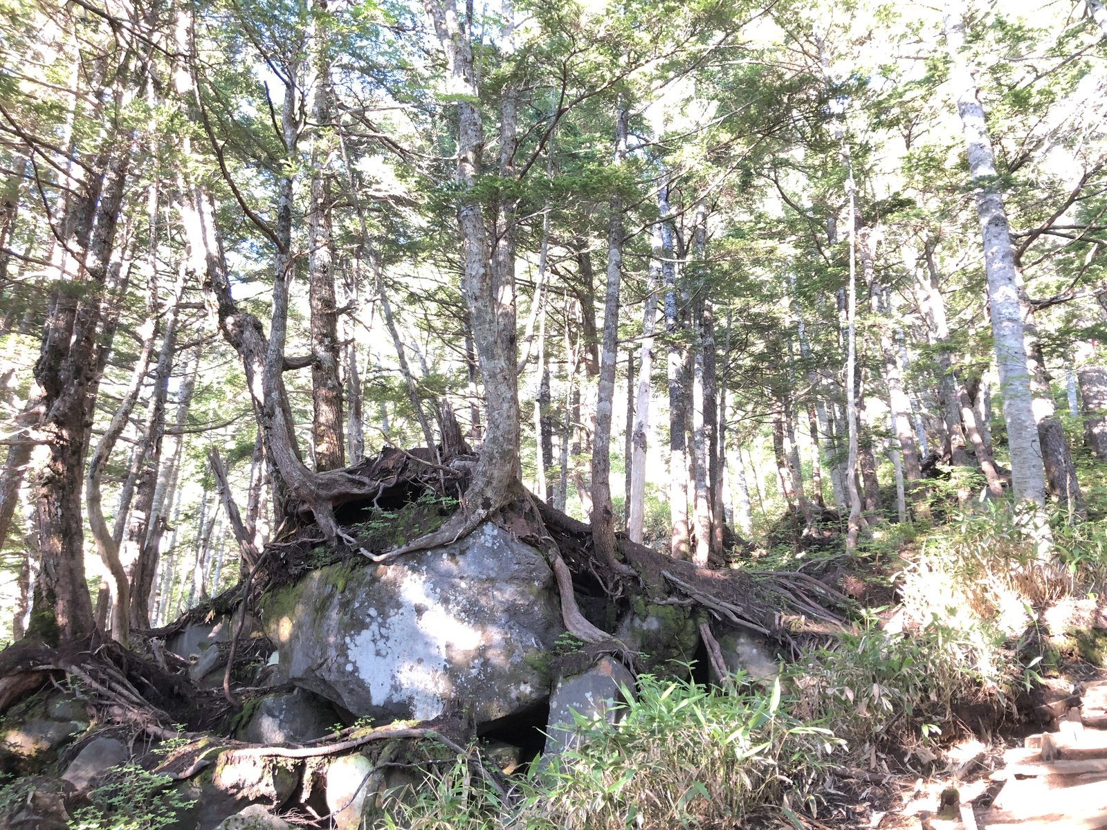 大岩に根をまたがらせて立つ大木 御嶽山黒沢口の樹林帯 ヤマカルテ