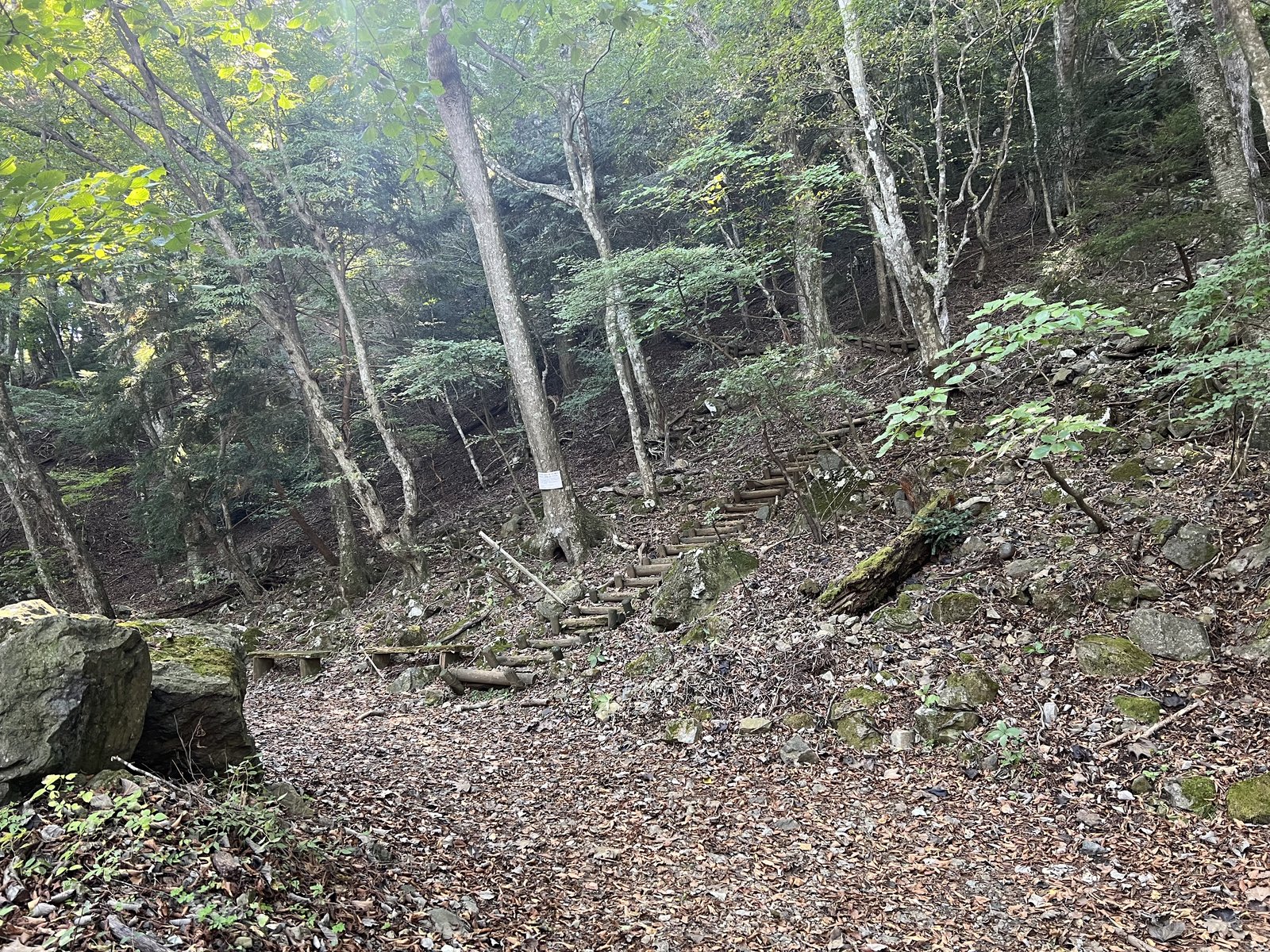 竜ヶ岳 湖畔ルートの樹林帯の登山道 本栖湖から登る ヤマカルテ