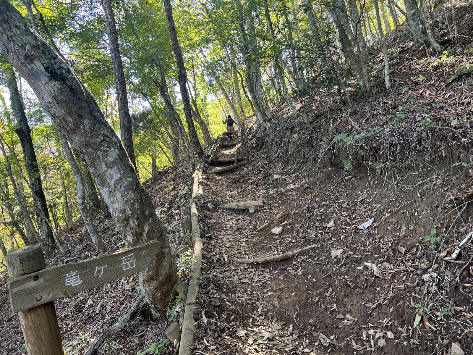 竜ヶ岳の道標が立つ湖畔ルートの登り 樹林帯の中の登山道 ヤマカルテ