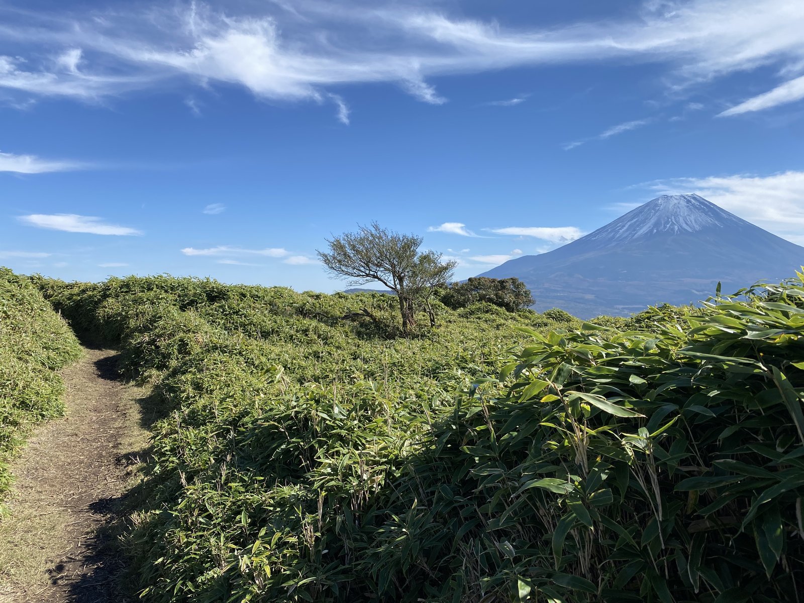 竜ヶ岳 笹原の稜線の道と富士山 秋晴れの山梨 ヤマカルテ