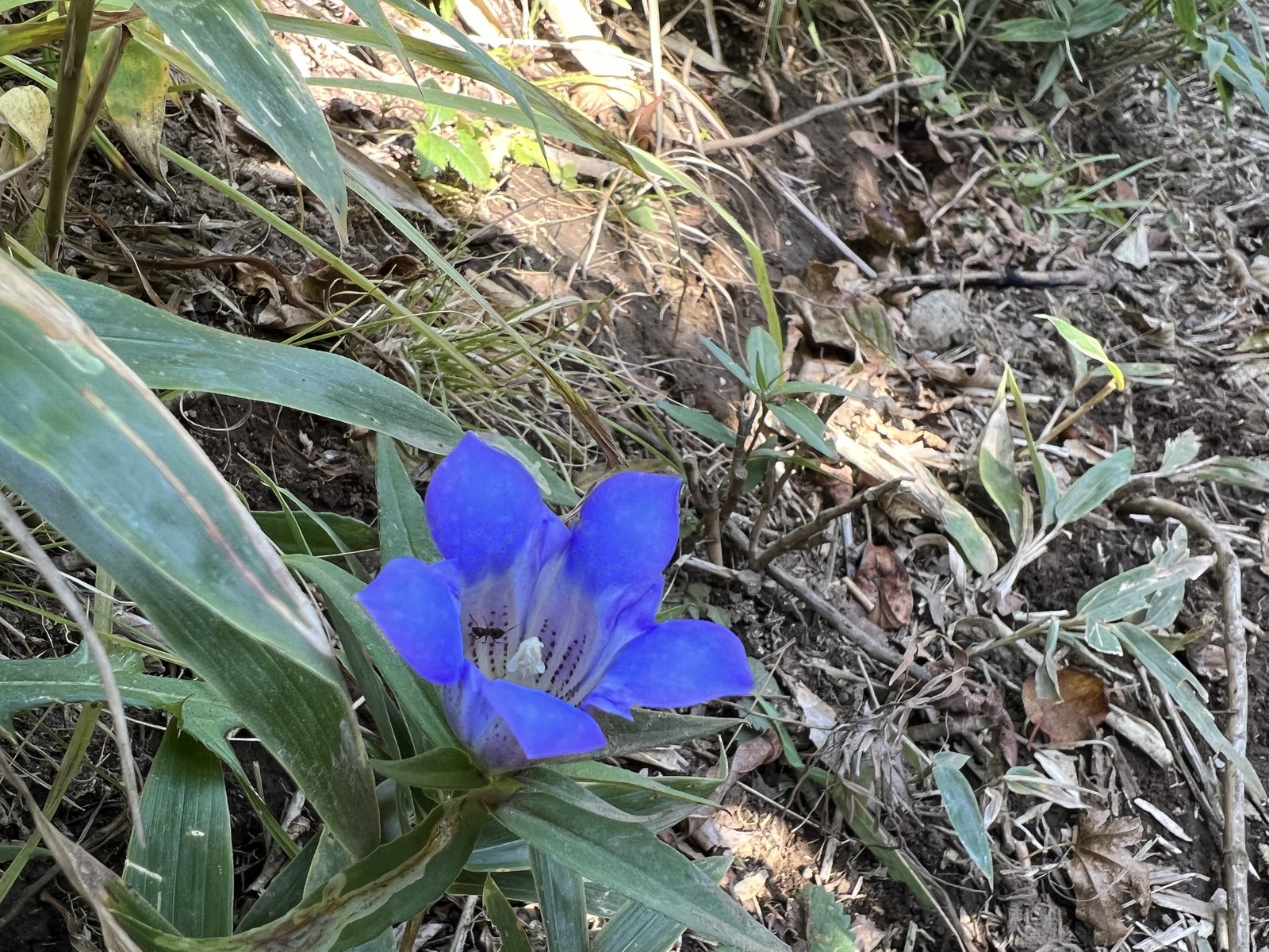 竜ヶ岳 石仏ルートで見つけた青紫のリンドウの花 ヤマカルテ