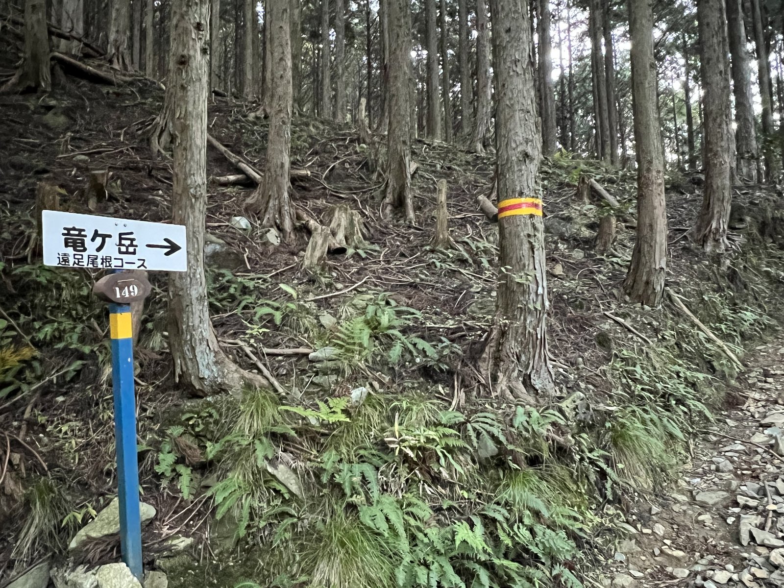 竜ヶ岳 遠足尾根コースの道標 杉林の中の登山口 ヤマカルテ