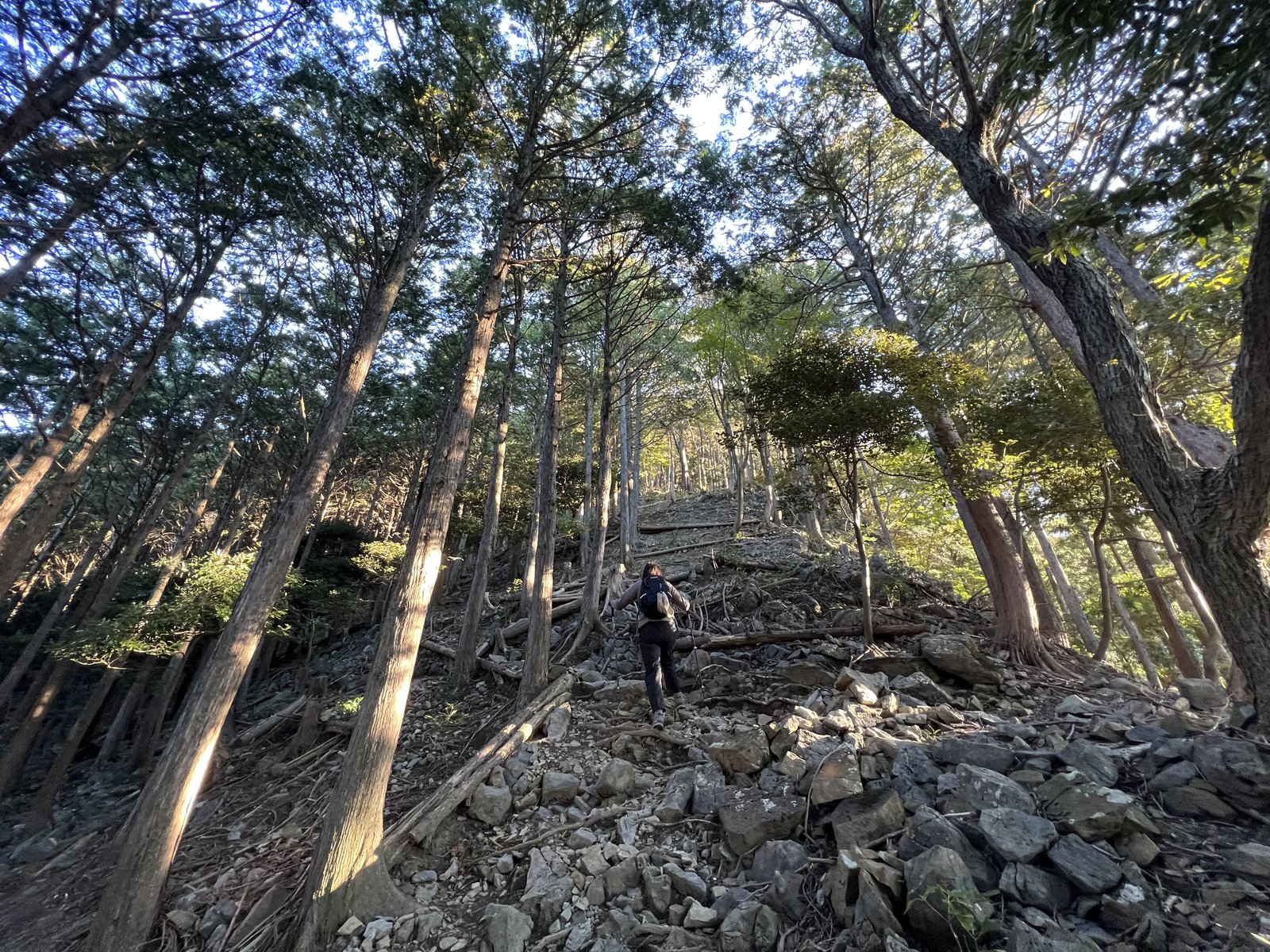 竜ヶ岳 遠足尾根の稜線手前の急な登りを歩く登山者 杉林の岩混じりの道 ヤマカルテ