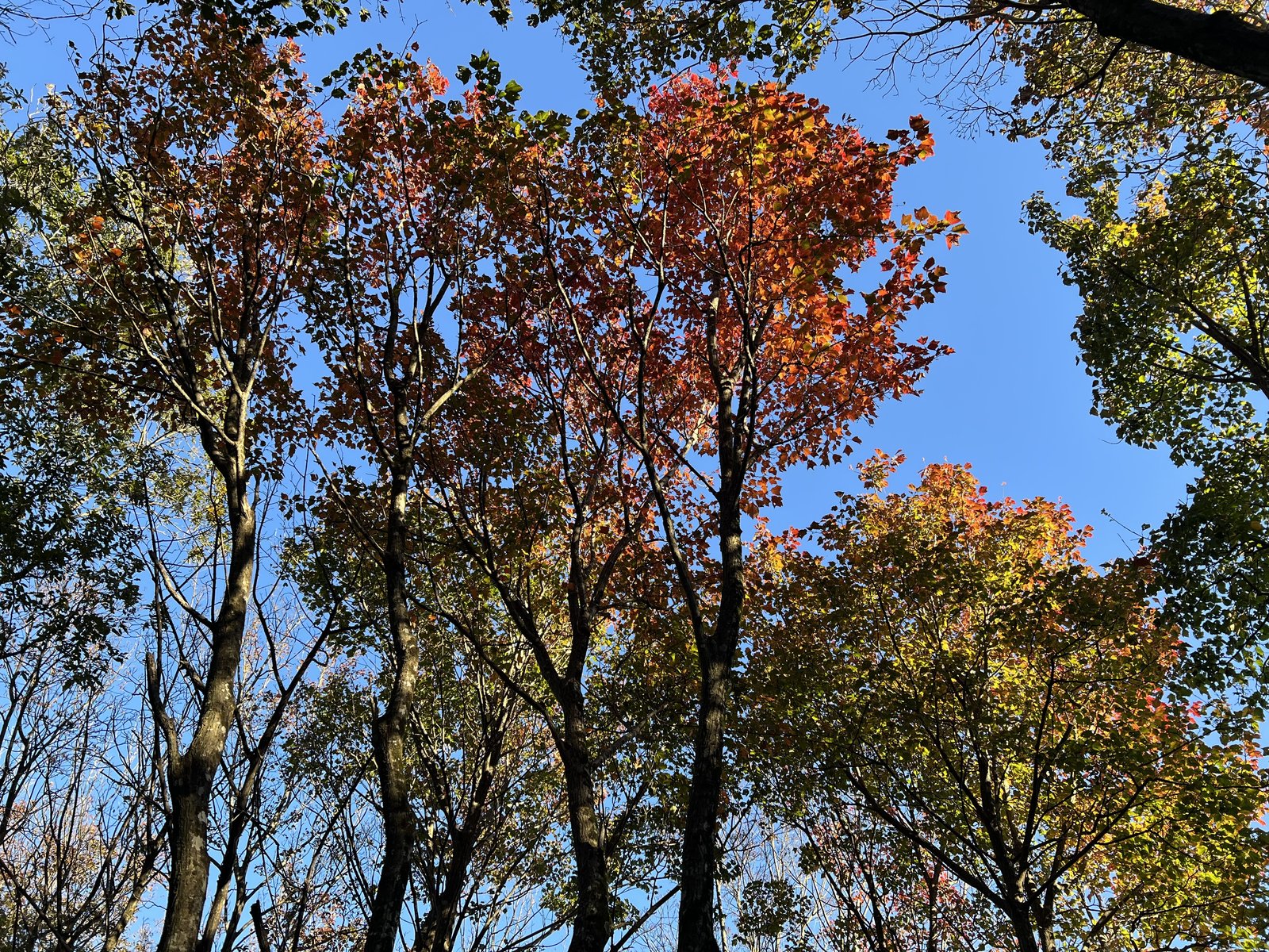 竜ヶ岳 遠足尾根で見上げた赤や橙に紅葉した木々と青空 ヤマカルテ