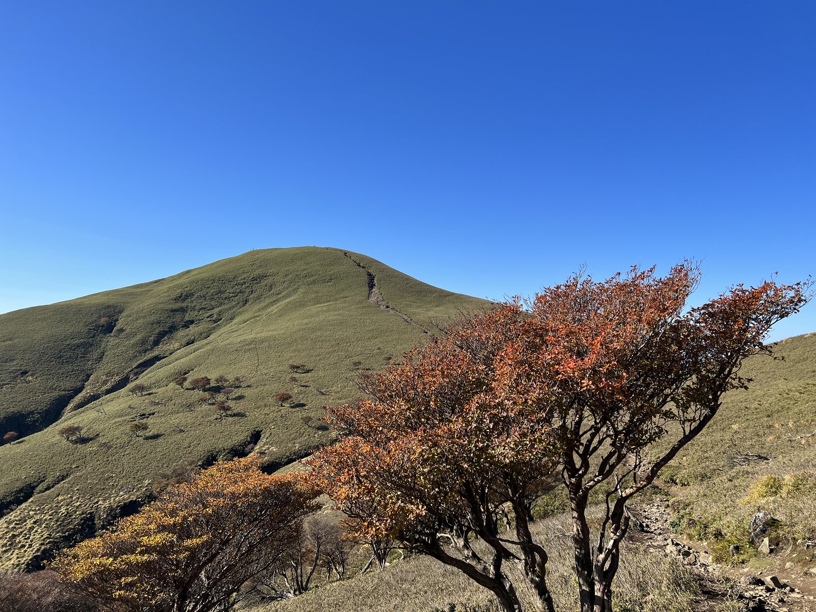 竜ヶ岳 山頂へ続く笹原の稜線と赤く紅葉したシロヤシオ 赤羊 ヤマカルテ