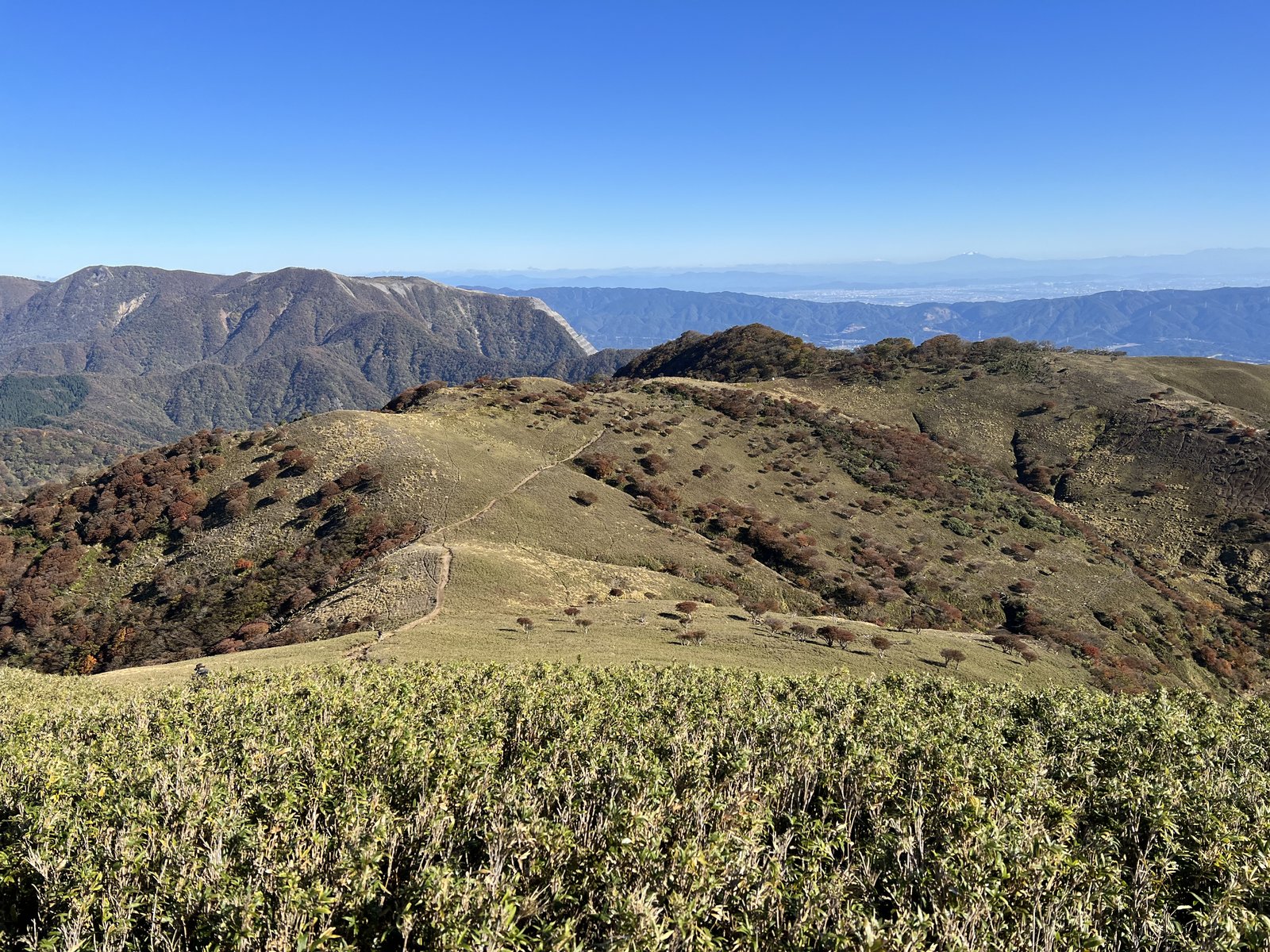 竜ヶ岳の稜線に点々と並ぶ紅葉したシロヤシオ 赤羊の群れと鈴鹿の山並み ヤマカルテ