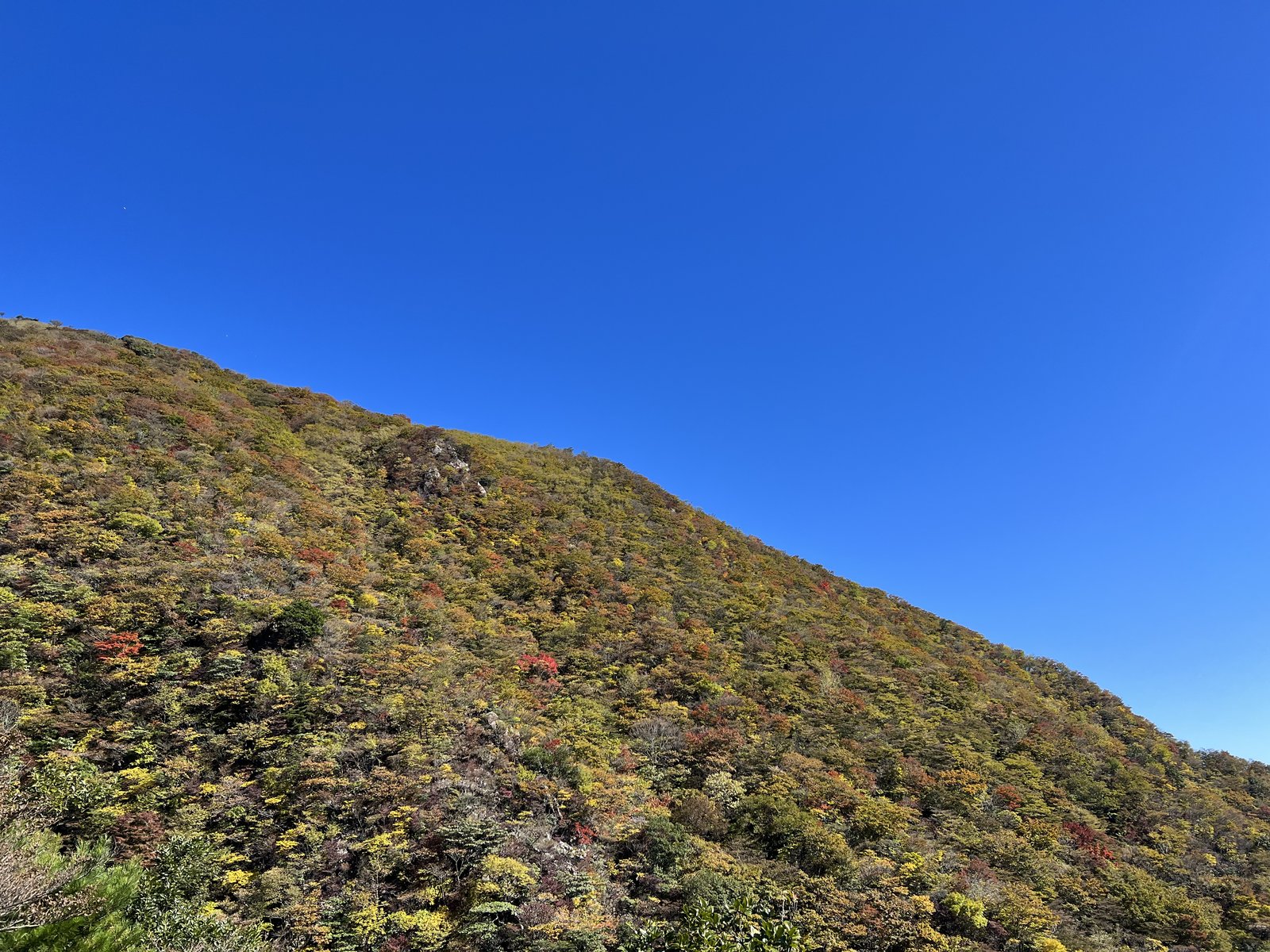 竜ヶ岳 表道の斜面に広がる紅葉 ヤマカルテ