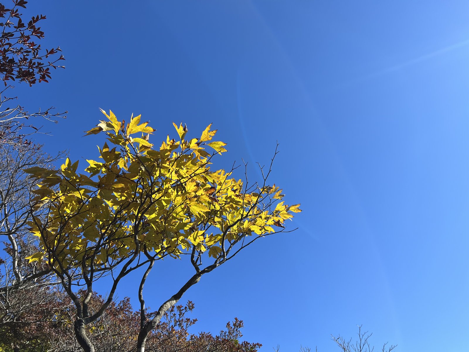 竜ヶ岳 表道で見た青空に映える黄色く紅葉した木 ヤマカルテ