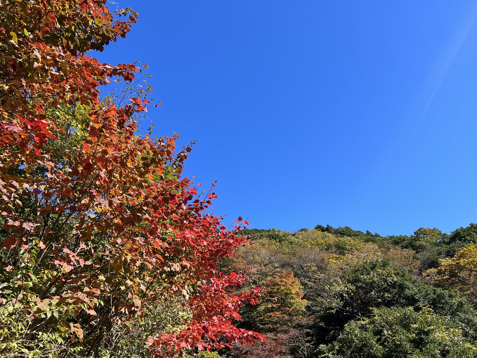 竜ヶ岳 石榑峠から先の道で見た青空に映える赤い紅葉 ヤマカルテ