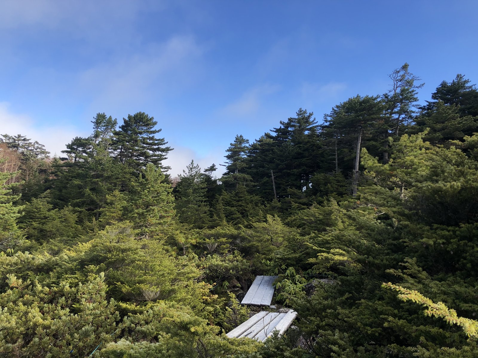 日陰で凍った木道が続く北八ヶ岳の針葉樹の森 初冬の白駒池への道 ヤマカルテ
