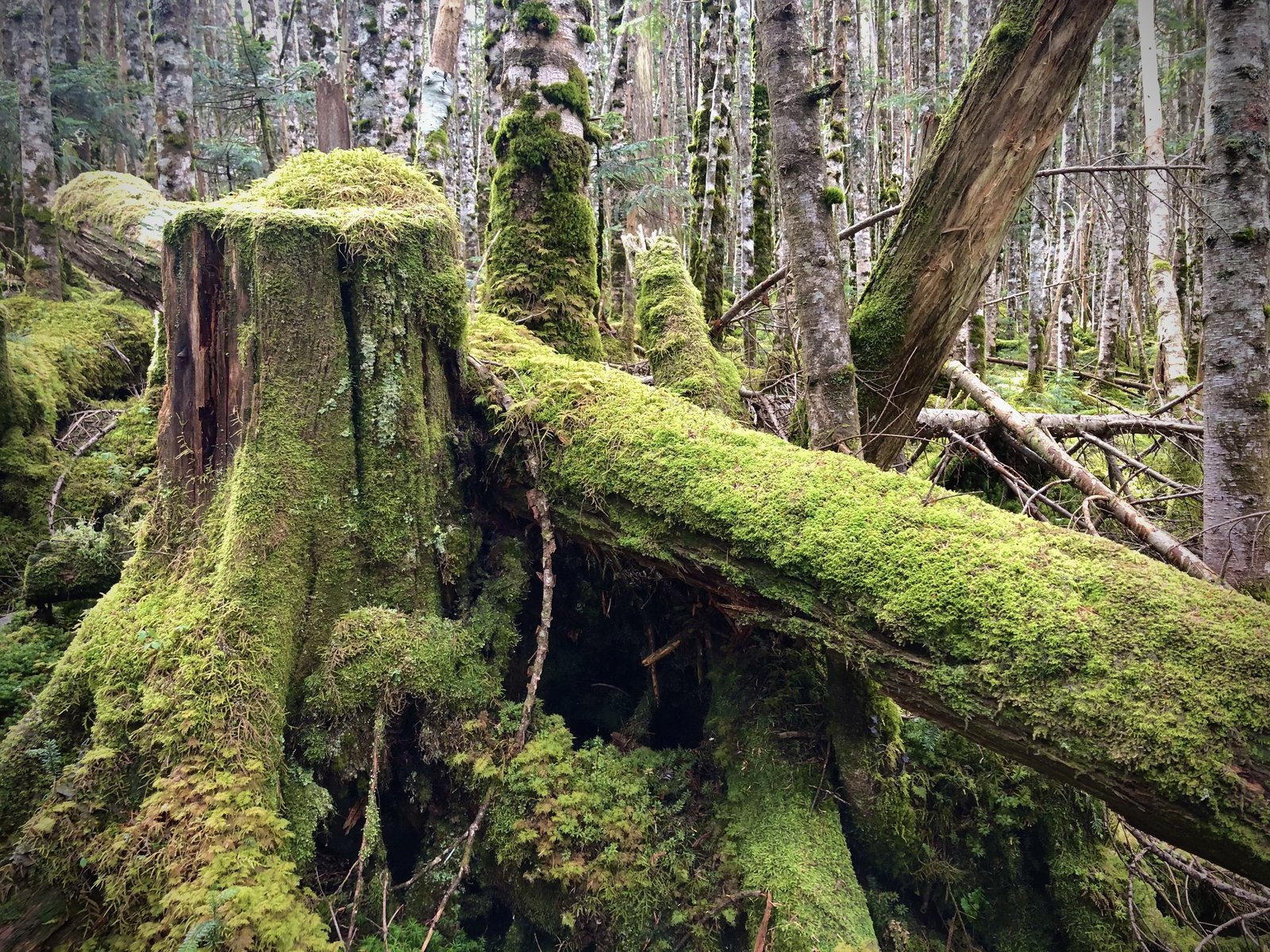 苔に覆われた切り株と倒木 高見石から中山へ向かう北八ヶ岳の苔の森 ヤマカルテ