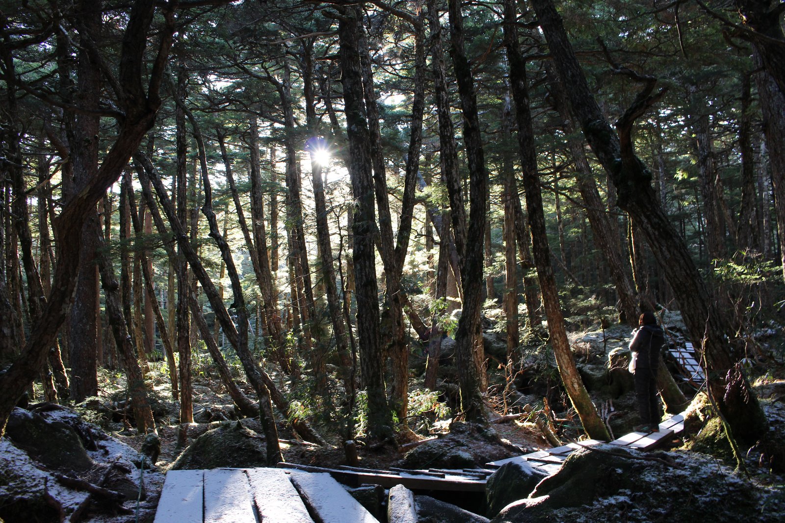 あられで白くなった木道が続く朝のもののけの森と、奥を歩く登山者 白駒池 ヤマカルテ