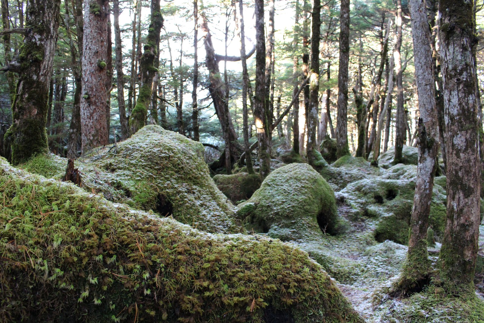 あられが積もって白くなった苔の岩と倒木 白駒池のもののけの森 ヤマカルテ