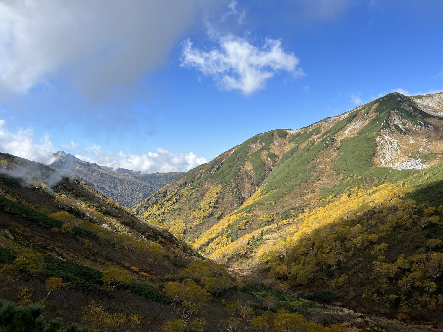 谷間を埋めるダケカンバの黄葉 双六南峰 北アルプスの紅葉