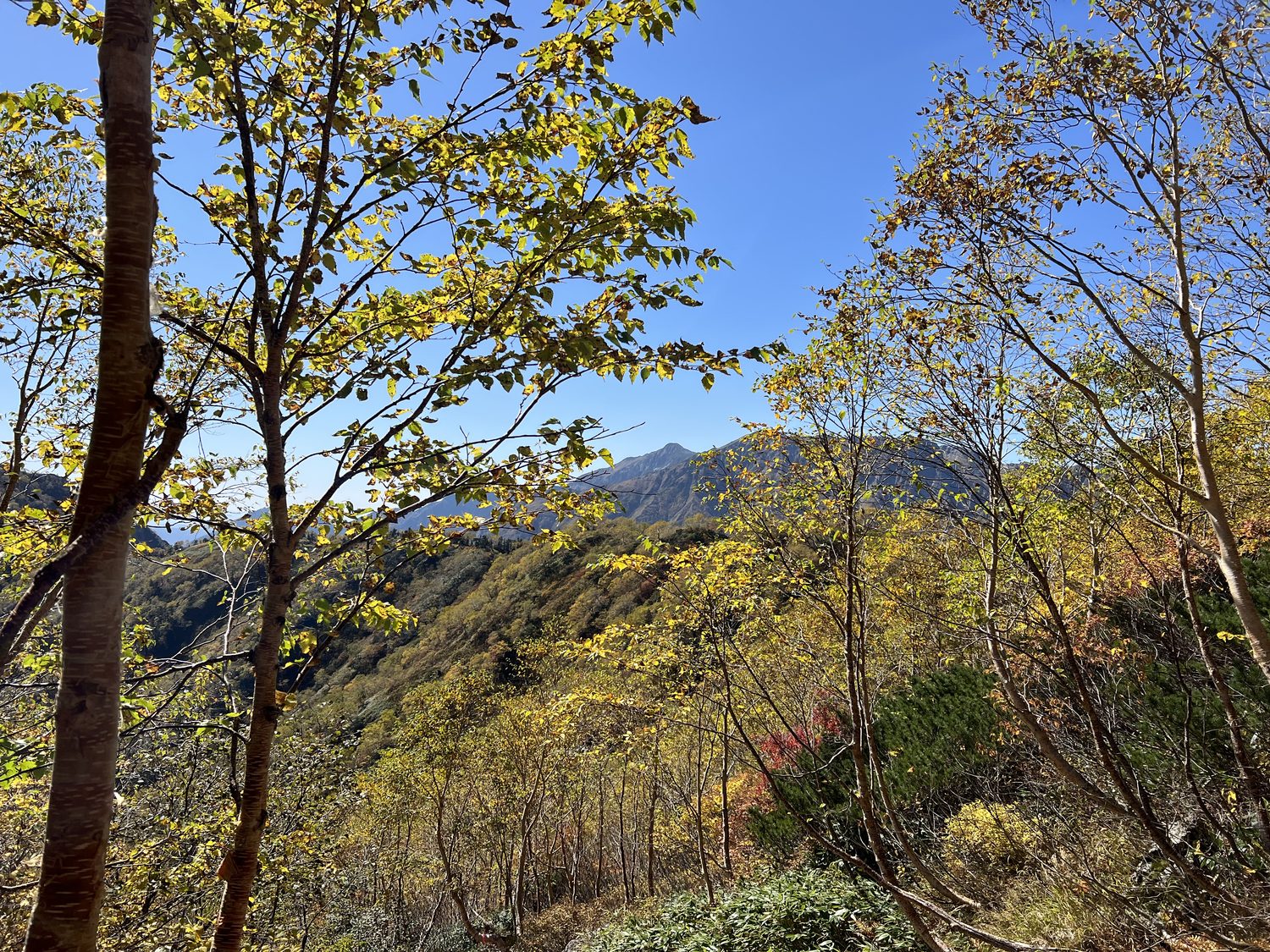 紅葉に縁取られた笠ヶ岳 飛騨沢ルートの秋
