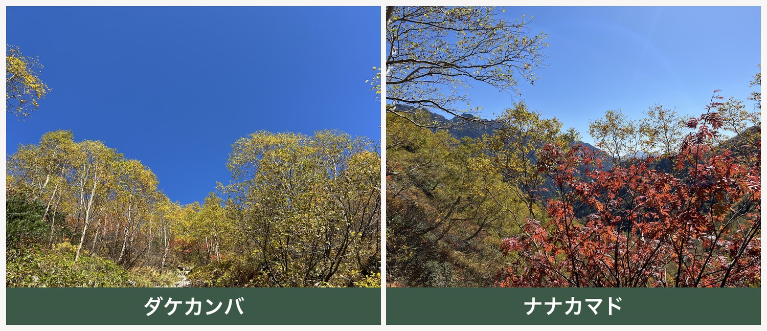 青空に映えるダケカンバの黄葉とナナカマドの紅葉 飛騨沢の秋 北アルプス