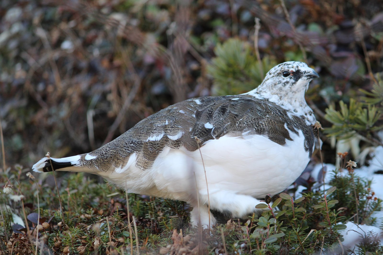 冬毛に換わりかけたツートンカラーの雷鳥 初冬の燕岳