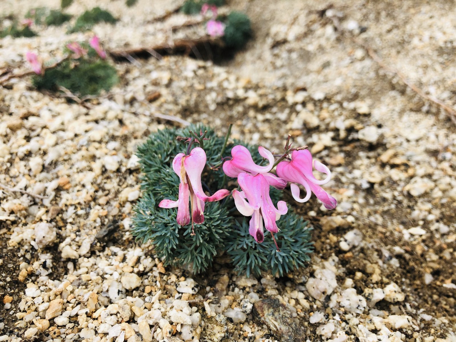 燕岳の砂礫に咲くコマクサ 高山植物の女王と呼ばれるピンクの花