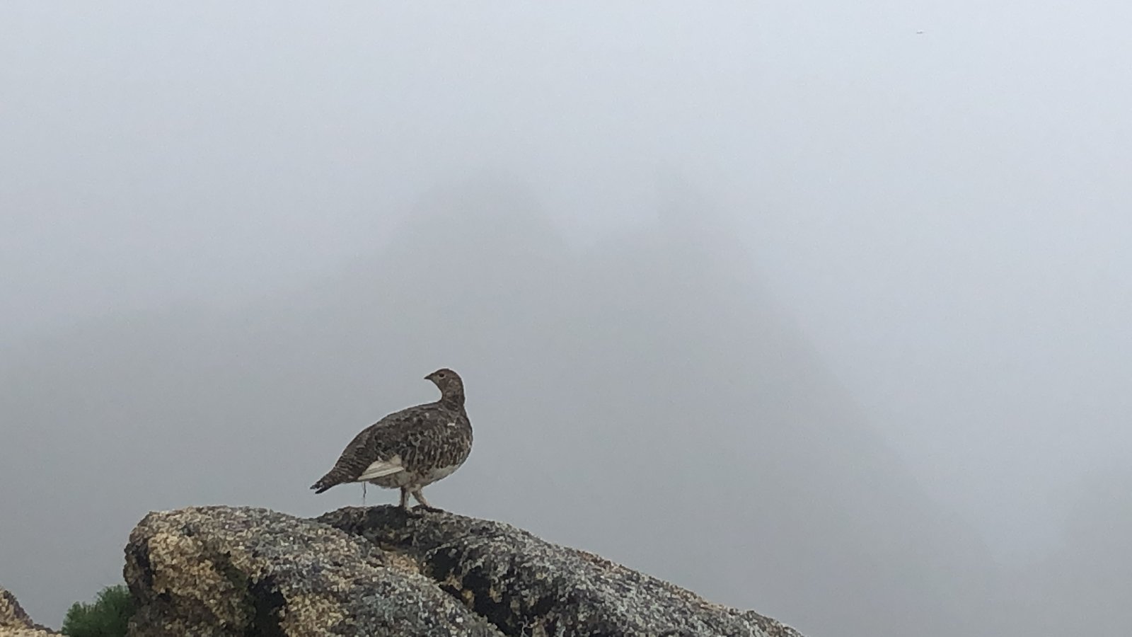 ガスの中の岩に立つ雷鳥 燕岳の稜線で出会った雷鳥