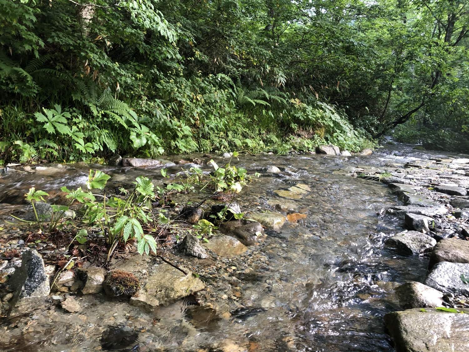 わさび平小屋の前を流れる清流 北アルプス新穂高からの登山道