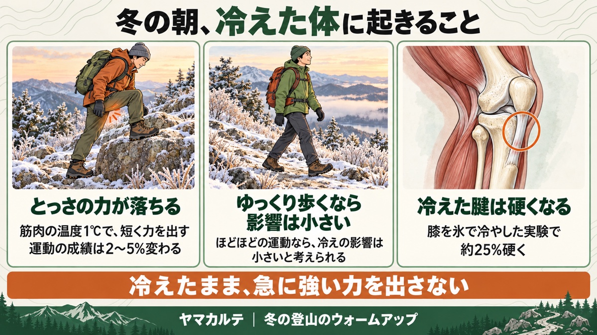 冬の朝、冷えた体に起きることの図解 筋肉の温度1℃で短く力を出す運動の成績は2〜5%変わる、ほどほどの運動なら冷えの影響は小さいと考えられる、膝を氷で冷やした実験で腱が約25%硬く、冷えたまま急に強い力を出さない ヤマカルテ