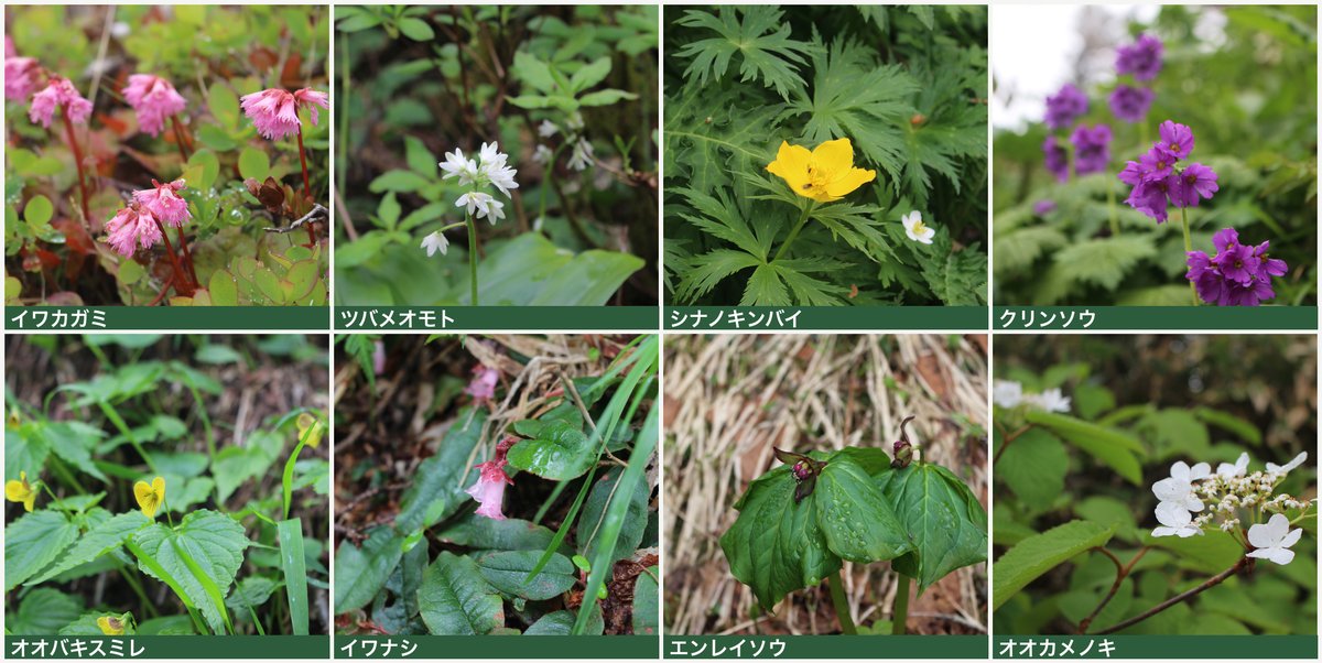 焼岳〜西穂山荘で見られた高山植物 イワカガミ・ツバメオモト・シナノキンバイ・クリンソウ・オオバキスミレ・イワナシ・エンレイソウ・オオカメノキ